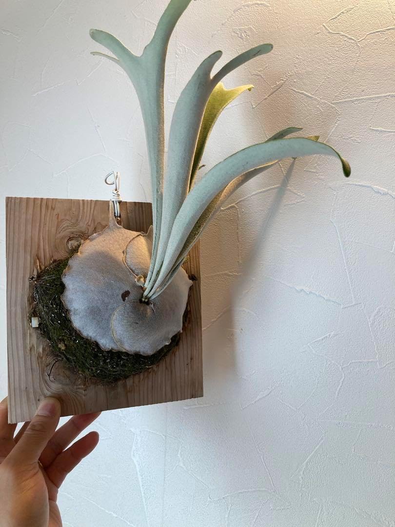 ビカクシダ veitchii wild vp#17 spore ビカクシダ ベイチーワイルド