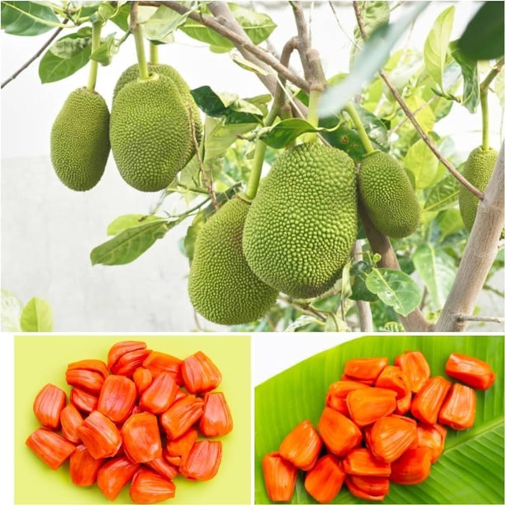 All Time hybrid dwarf pink Jackfruit Plant Pack Of 2 (B0CTXNSDPK) Amazon Price History, Amazon Price Tracker
