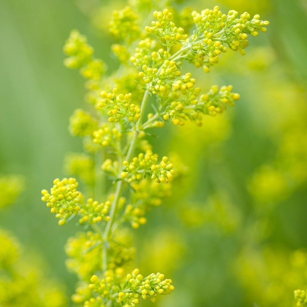 Plant Theory 9cm Pot Galium Verum Ladys Bedstraw Wildflower Perennial