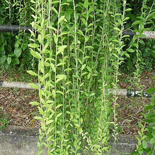 PlantaZee Evergreen Home Decorative Curtain Creeper, Parda bel Pack of 1 Healthy Live Plant with Safe & Secure Packing (1 to 2 Feet Height) (B09XL8RWLF) Amazon Price History, Amazon Price Tracker