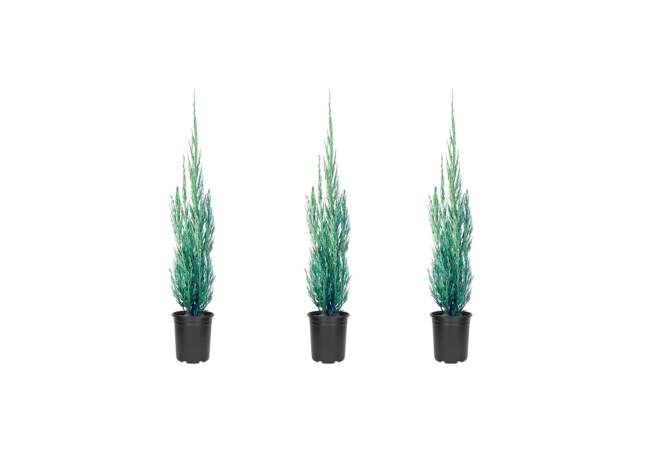 Skyrocket Juniper 3-Pack