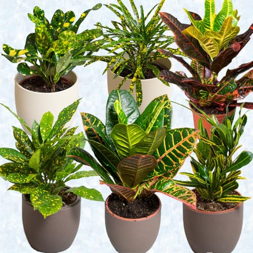 6 x House Plants – Croton Indoor Plant Mix in 13cm Pots, Great Living Room Accessories, Indoor Plant Pot Supplied When Selected 6 x House Plants – Croton Indoor Plant Mix in 13cm Pots, Great Living Room Accessories, Indoor Plant Pot Supplied When Selected