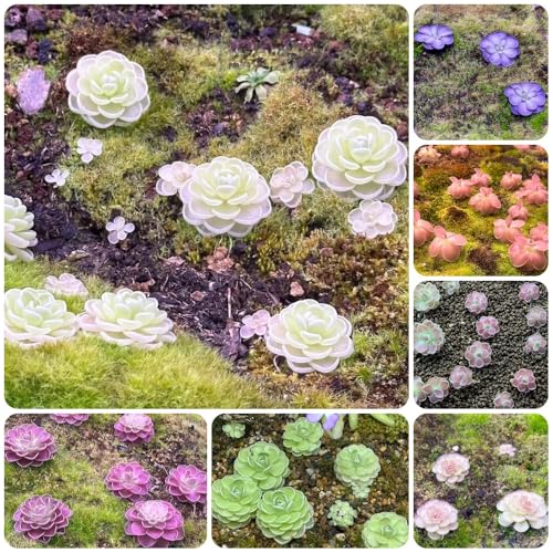 Semillas de plantas carnívoras de Butterwort, plantas perennes resistentes Semillas de plantas de butterwort, Pinguicula vulgaris, Las plantas de hoja perenne son resistentes Plantas 50pcs