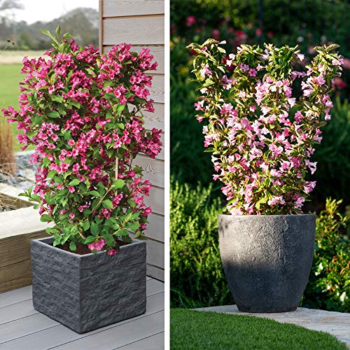 Image of Weigela Towers of Flowers Duo Hardy Shrub 9cm Pot x 2 by Thompson and Morgan