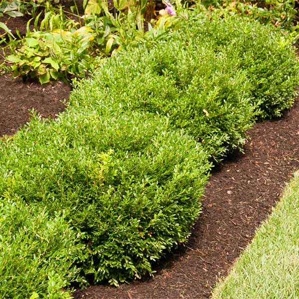 Soft Touch Holly Shrub 1 Gallon