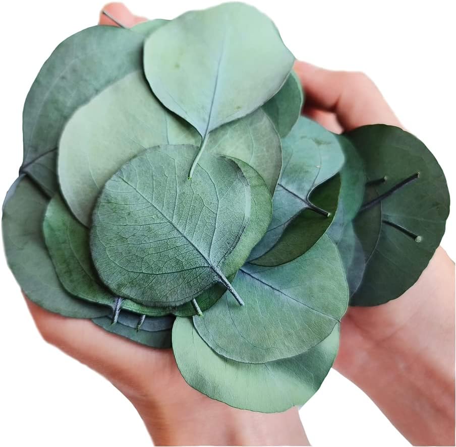 Dried Real Eucalyptus Leaves, 300 Pcs 100% Natural Preserved Bulk Eucalyptus Green Leaves for Weeding, DIY Wreath Home Decorating