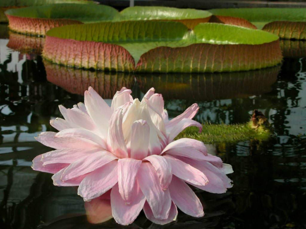 See full amazon price history chart for Royal Paradise Garden Giant Water Lotus flower Victoria Amazonica Giant Water Lotus Seeds -10 Pieces Royal Paradise Garden Giant Water Lotus flower Victoria Amazonica Giant Water Lotus Seeds -10 Pieces (B098MQ7KZJ) Amazon Price History, Amazon Price Tracker