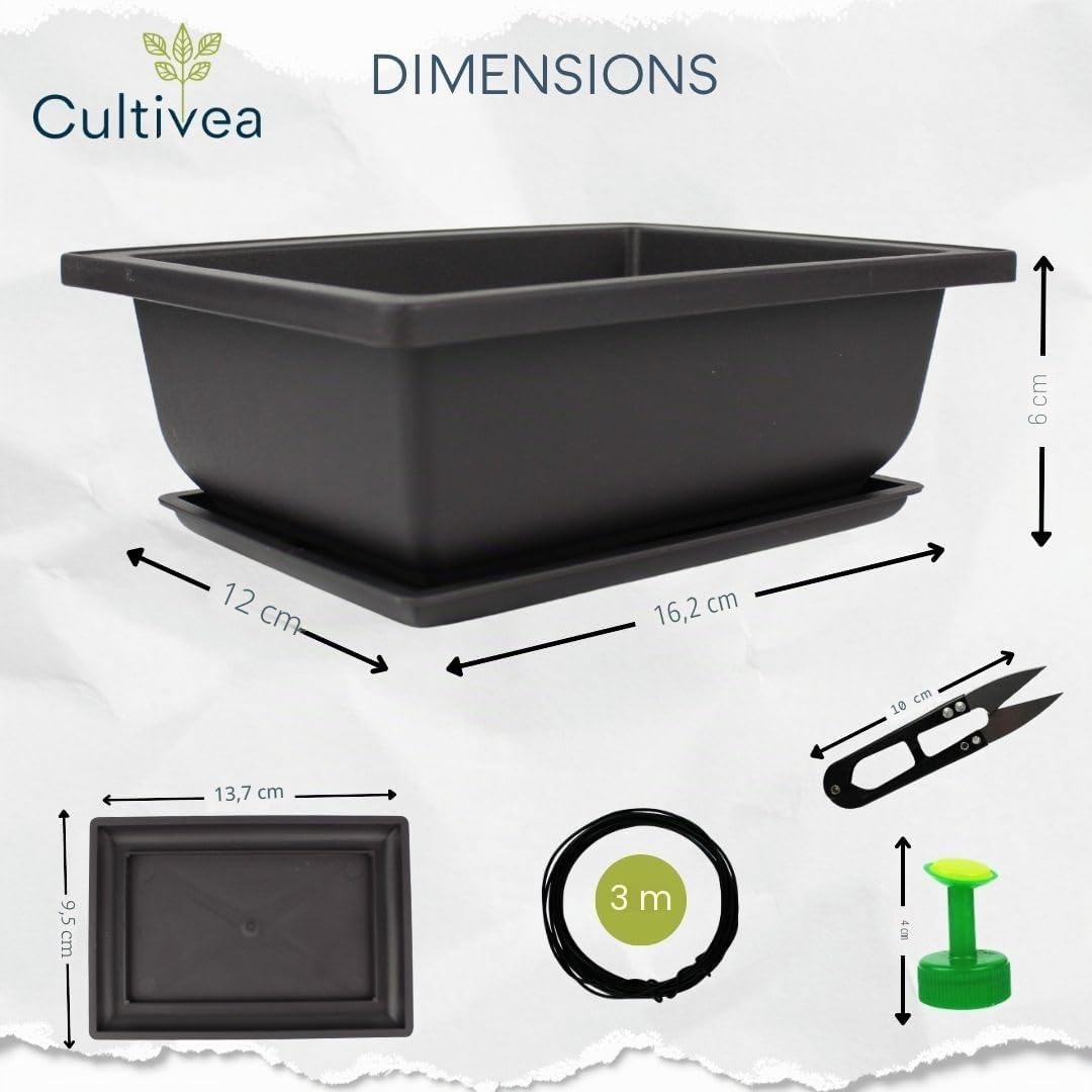 CULTIVEA® Kit Prêt à Pousser Bonsaï – Graines Françaises 100% Écologiques - Jardinez et décorez - Idée Cadeau - Made in France (Coffret duo bonsaï, 1)