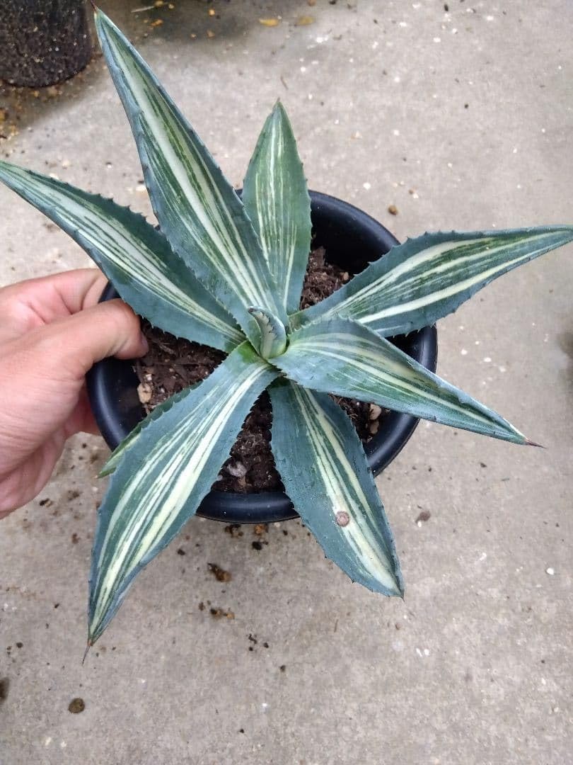 アガベ アメリカーナ 縞斑 大株❗ アメリカーナ アガベ 白縞斑 大株