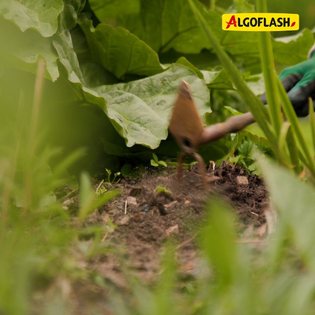 ALGOFLASH Engrais Bleu Universel, 3 Kg, EBLE3