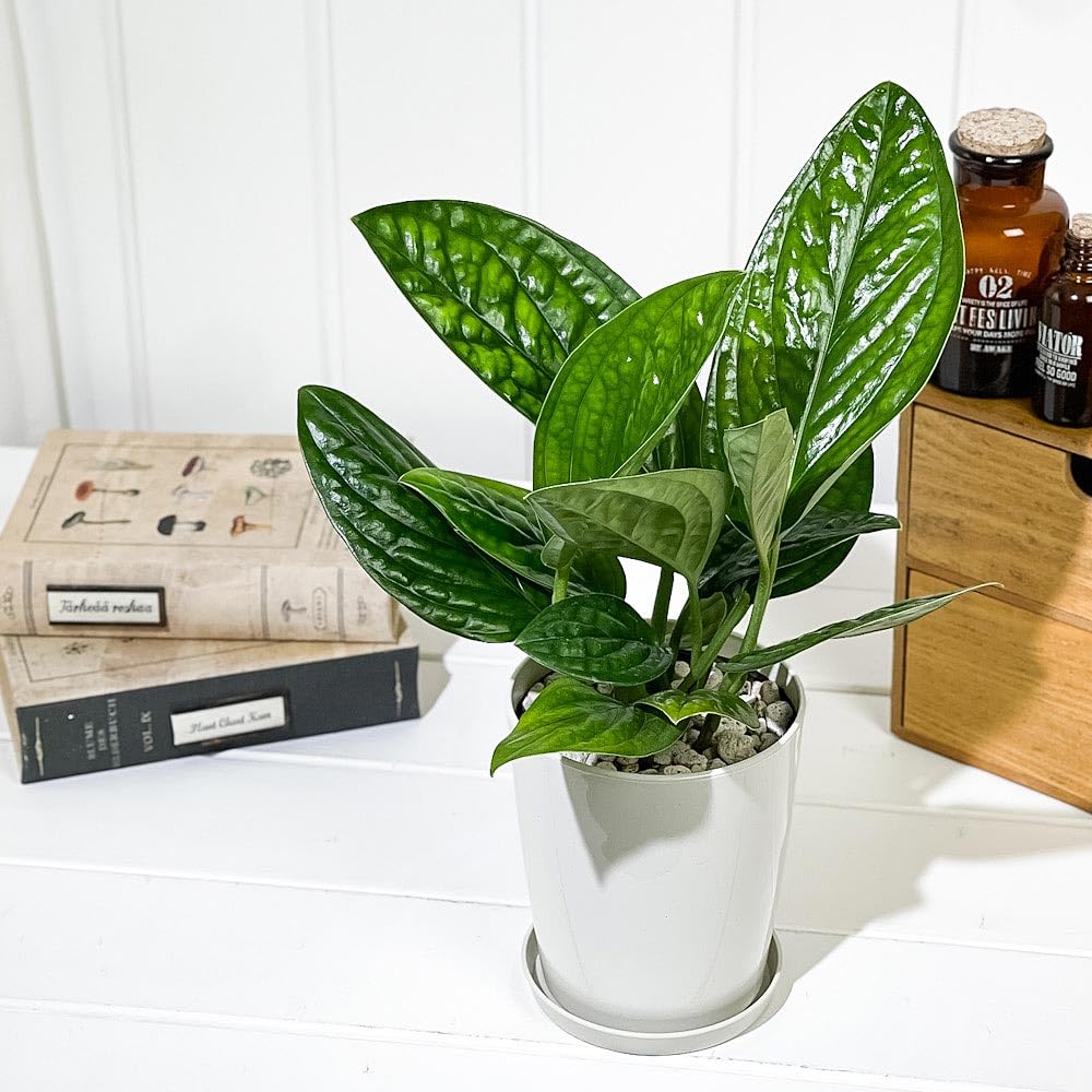 Amazon｜PLANCHU 観葉植物 モンステラ ジェイドシャトルコック 4