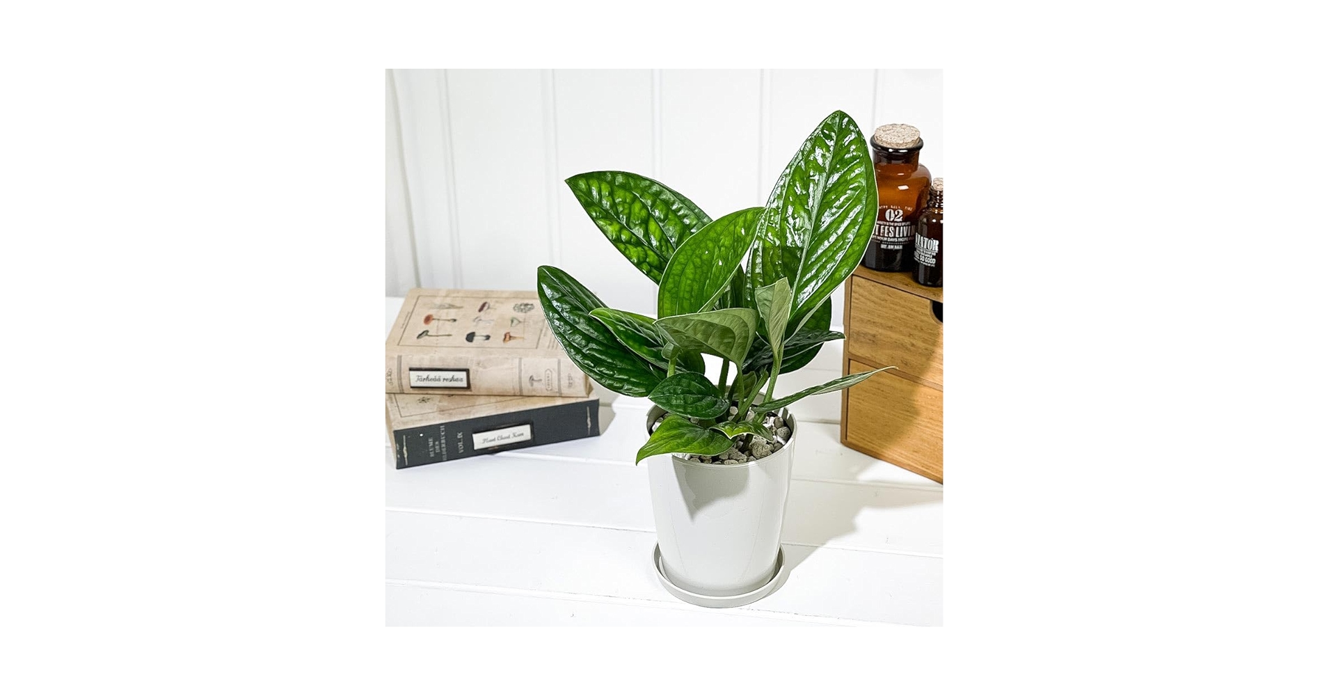※希少※モンステラ　シャトルウィング　ココスティック仕立て　４号鉢 Amazon｜PLANCHU 観葉植物 モンステラ ジェイドシャトルコック 4