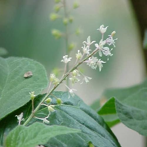 Miniatura 2 de Aceite de fragancia de pachulí (botella de 4 onzas) para hacer velas, fabricación de jabón, fabricación de tartas, aerosoles de habitación,
