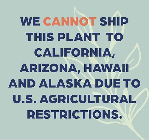 Miniatura 2 de Nature's Way Farms Majesty Palm - Planta viva, palmera para interiores y exteriores, en maceta de cultivo, planta de interior tropical, decoración