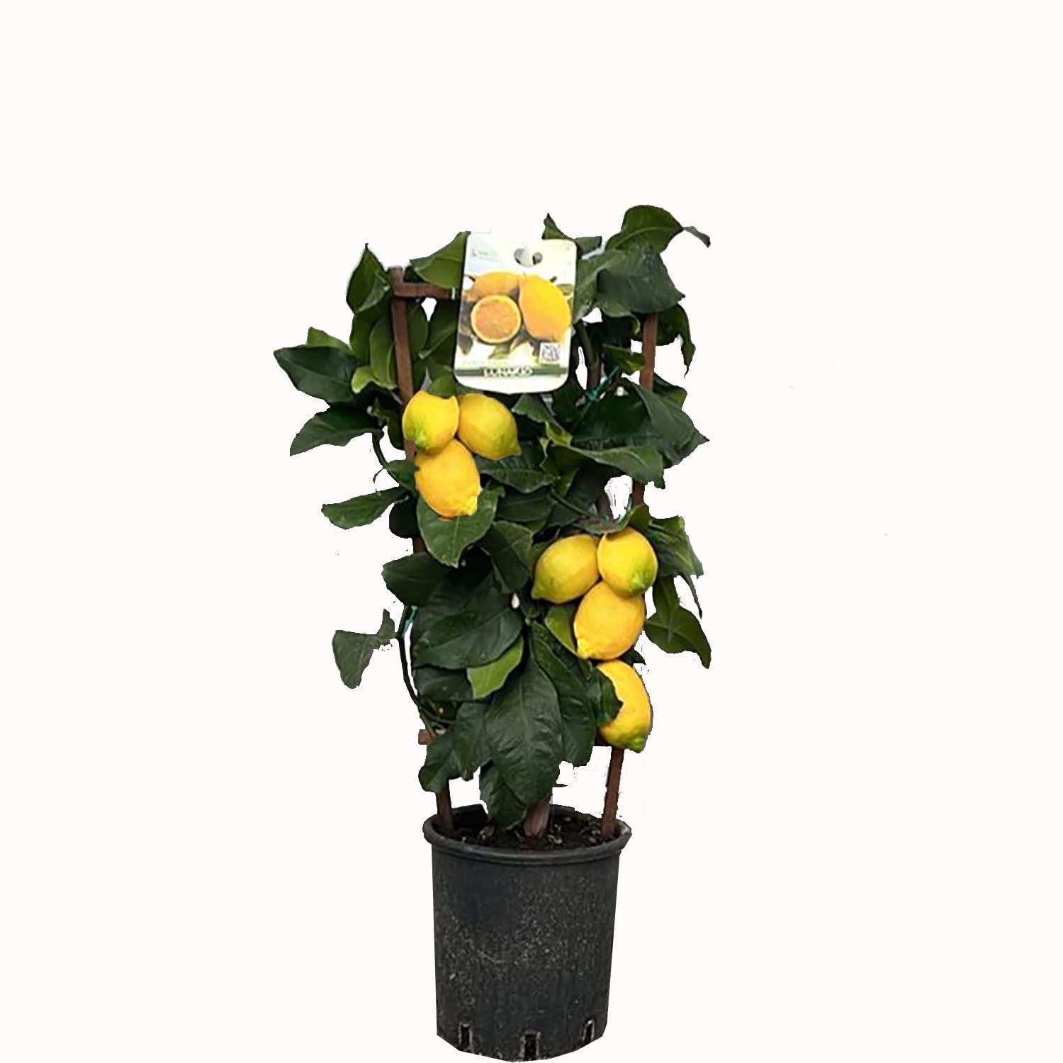 SAVINI VIVAI Pianta di Limone Albero Agrumi Lunario Limone a Spalliera in Vaso da 20 cm altezza 60-70 cm di 2-3 Anni di Innesto Made Italy
