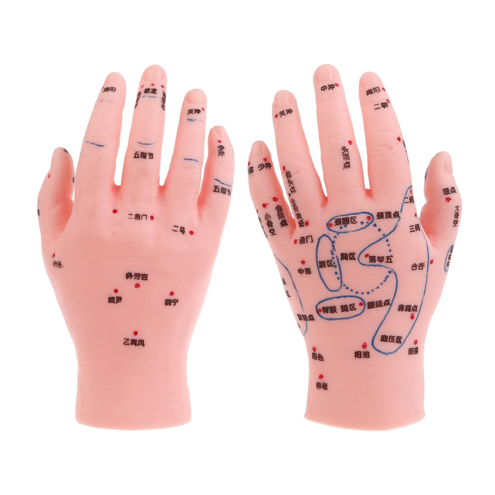 Amazon.co.jp: jebyltd 鍼灸フットモデル 手耳ツボマッサージゾーン