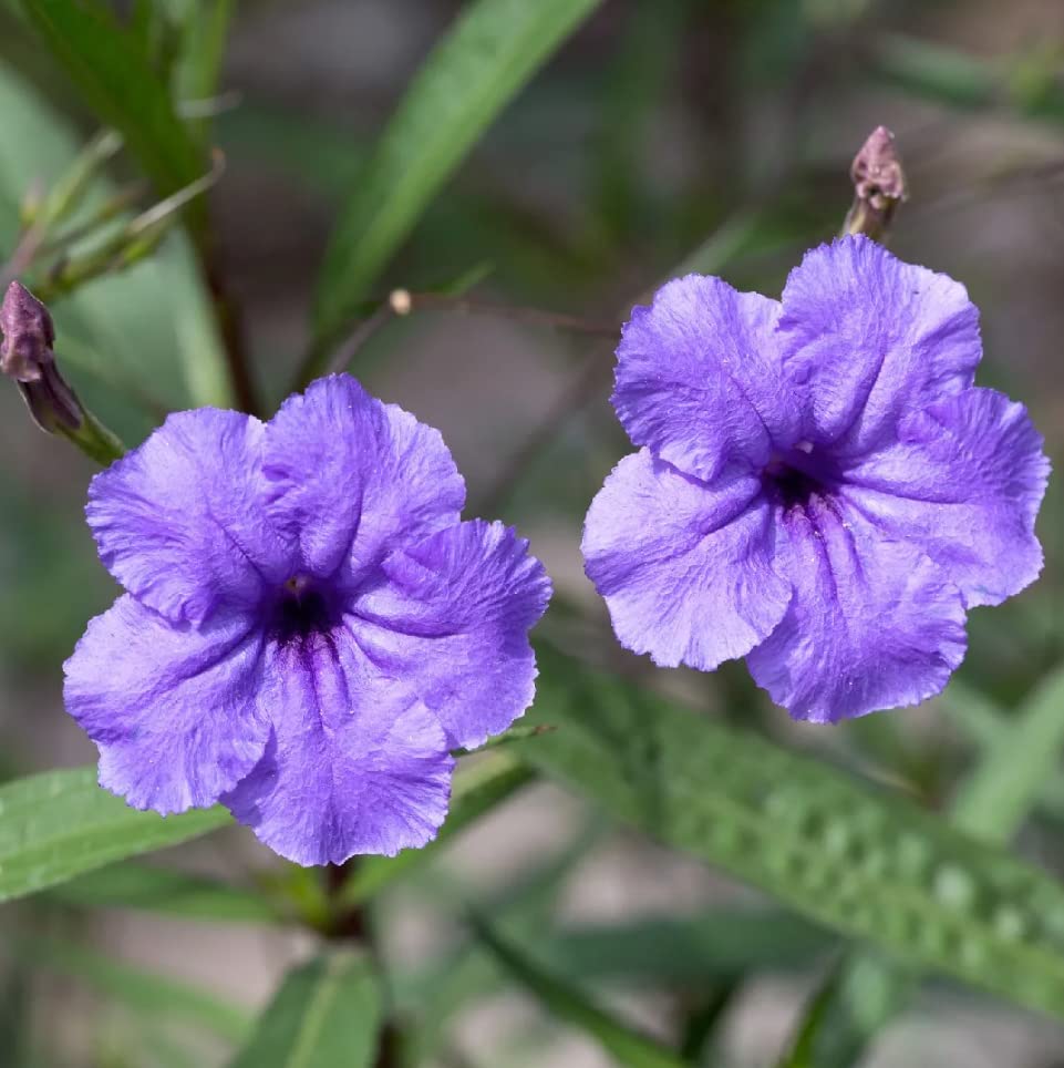 Yunaksea Purple Mexican Petunia