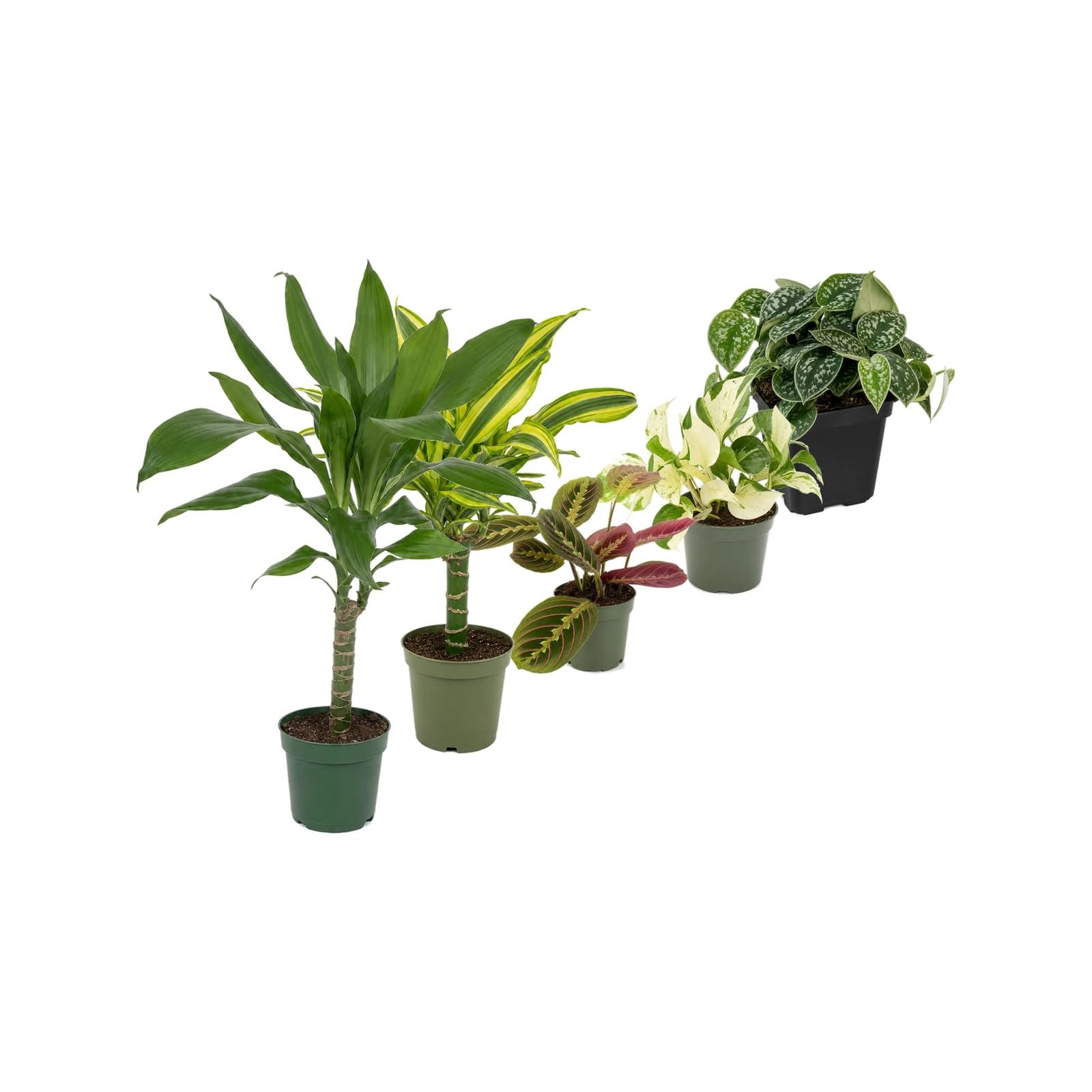 DECOALIVE Pack 5 Plantas de Interior para Amantes con Experiencia