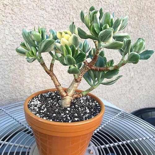 Miniatura 5 de Planta de jade abigarrada viva, crassula ovata, suculenta resistente al jade tricolor, maceta de 4 pulgadas, suculentas raras para plantas de