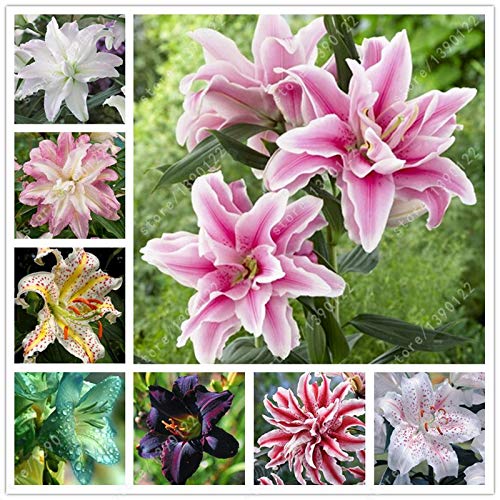 . Vero Giglio Bonsai Giglio Fiore Lilium Bonsai profumo debole Bonsai Vaso da fiori Per la casa Giardino -50pcs: 12: Only Seeds