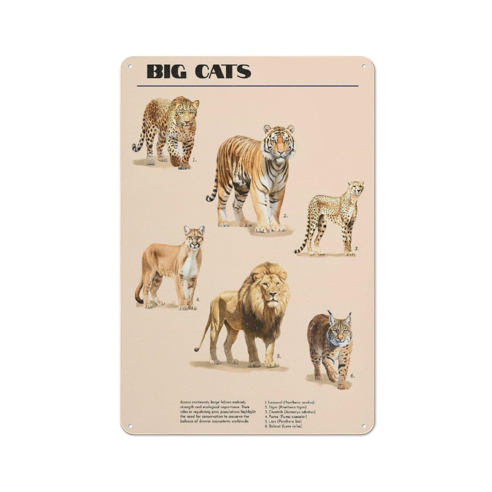 Junmoney Big Cats For Garden Room Or Summerhouse, Vintage Tin Sign 30X20cm, For Display In Garden Rooms And Summerhouses