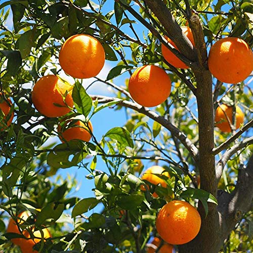 See full amazon price history chart for MVKR Live Dwarf Orange - Santra Fruit Plant I Origin Darjeeling (Pack of 1 Plant) MVKR Live Dwarf Orange - Santra Fruit Plant I Origin Darjeeling (Pack of 1 Plant) (B09NRRYMQV) Amazon Price History, Amazon Price Tracker