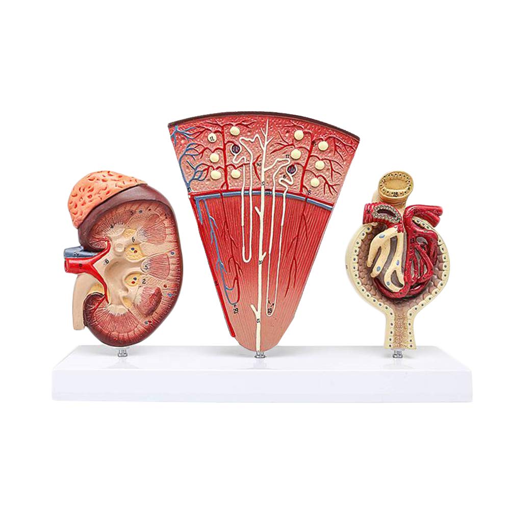 Anatomische Nieren Modell - Human Organ Anatomie Modell Nieren-Modell mit Nephron glomeruläre Harnapparat Medical Modell - für Medizinische Ausbildung Ausbildungshilfe