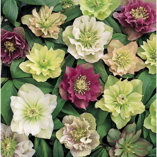 Helleborus 'Double Queen Mixed' Hellebore