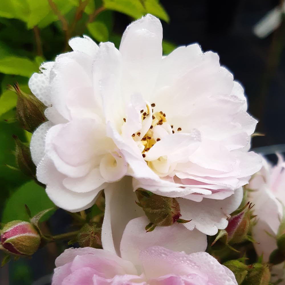 YouGarden Harkness Roses Arthur's Rose, 4 Litre Pot, Climbing Rose Blush White, Repeat Flowering Garden Colour