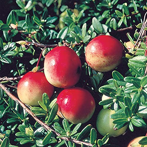 Amazon.co.jp: 果樹 苗 クランベリー 苗木 バーグマン 12cmポット 小