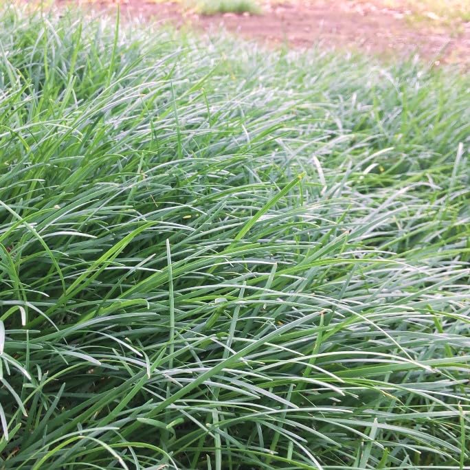 薔薇とお髭草 Amazon.co.jp: お台場ガーデンクラブ リュウノヒゲ（竜の髭