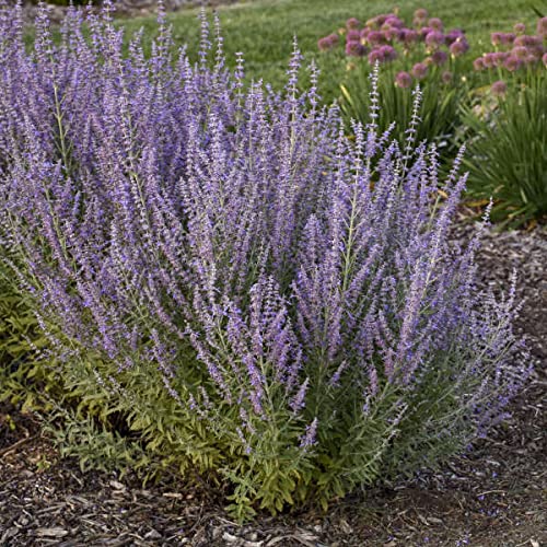 Proven Winners Sage Advice Russian Sage