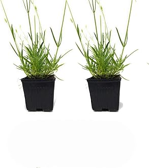 L+ Findlavender Lavender x Intermedia Phenomenal (4" Size Pots, Bee Friendly, Evergreen, 2 Live Plants)
