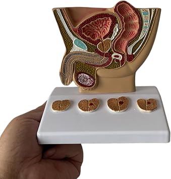 Mesane Karın Modeli - İnsan Organı Anatomik Modeli İnsan Karın Boşluğu, Mesane ve Prostat Modeli - Çalışma Öğretim Ekranı için,Erkek Karın Boşluğu