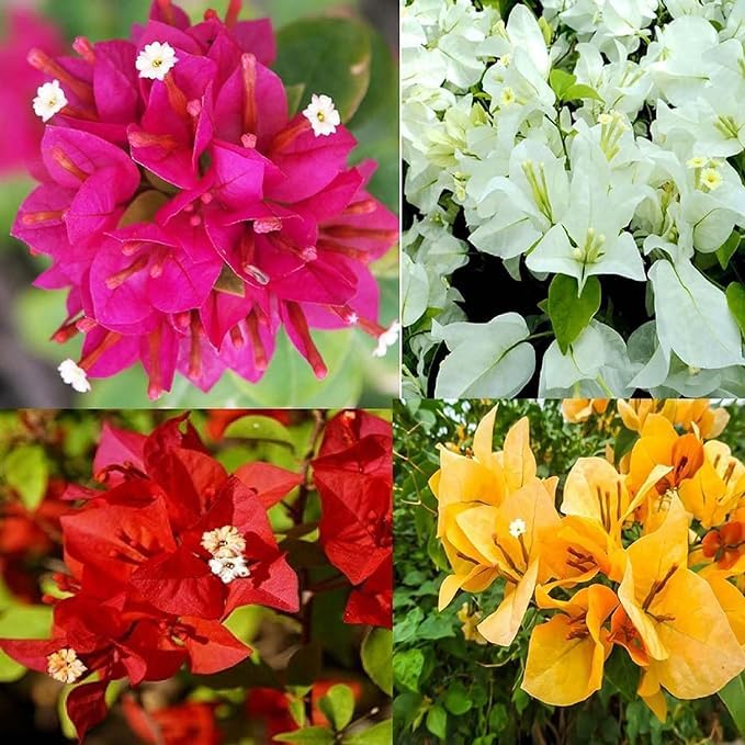 Generic Bougainvillea plant live combo || combo live plant of Bougainvillea (Pack of 4) (B0CXMKC9VV) Amazon Price History, Amazon Price Tracker