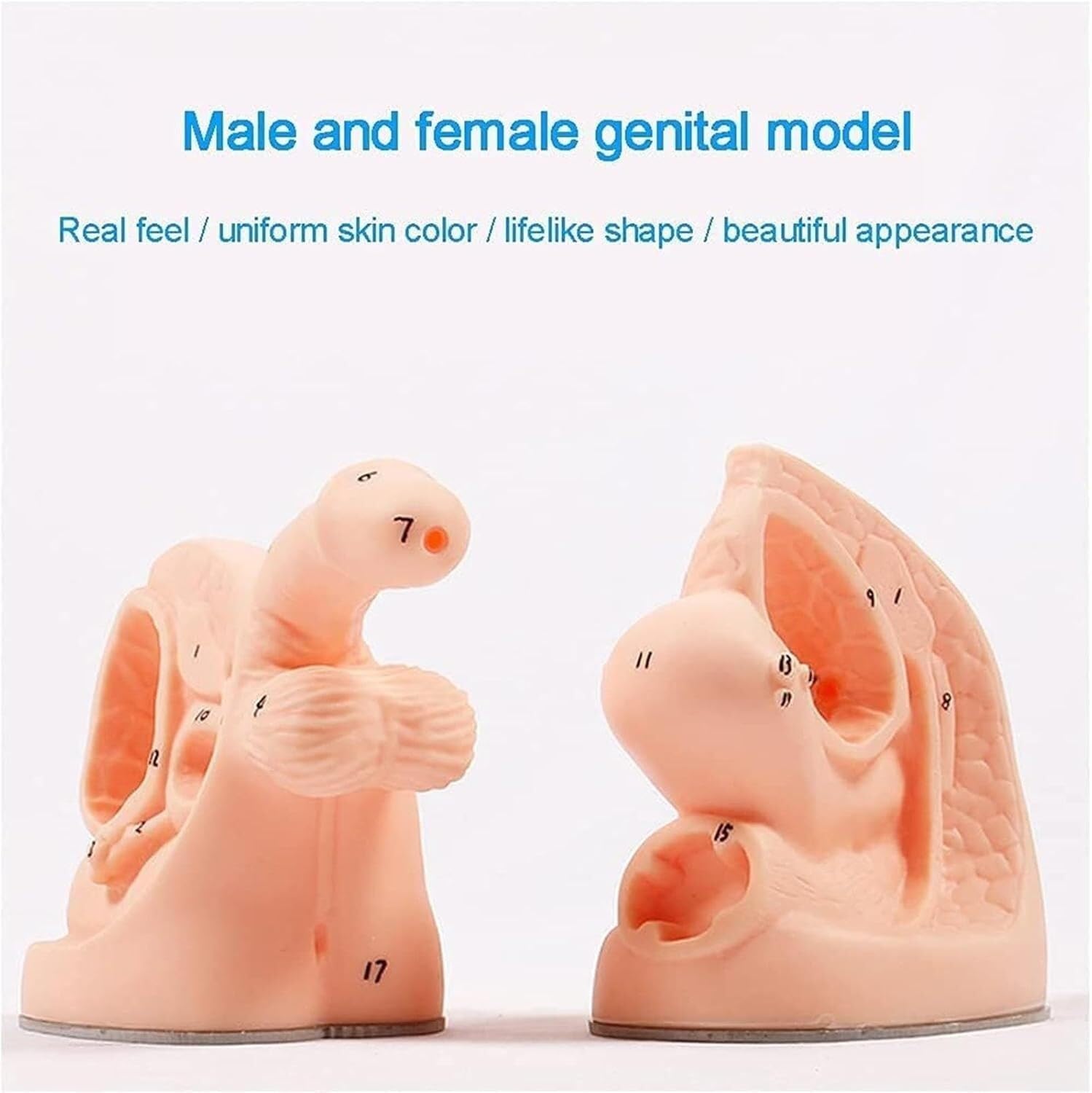 HEQIM Catheterization Model Internal and External genital Anatomical Model, Male and Female Urinary Catheter Anatomical Model Set, urethral Catheter Mold Education