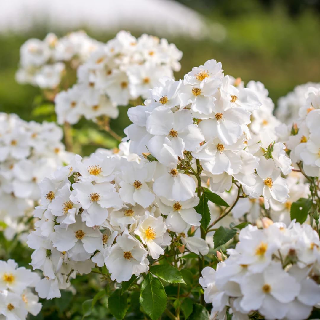 M-Tech Gardens Rare Hybrid Rose Flowering Plant (White Bundle, Bud Grafted) Exotic 1 Live Flowering Plant