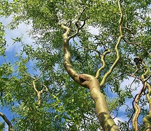 2 Corkscrew Willow Trees - Live Tree Cuttings - Branches and Leaves Curl Very Distinctly Grow 2 Corkscrew Willow Trees