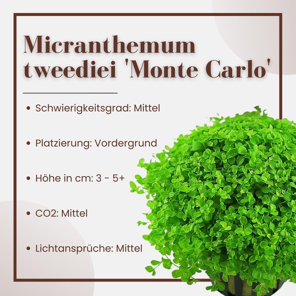 AquaOne Plante d'aquarium Micranthemum tweediei « Monte Carlo » I Plante aquatique Plante d'aquarium Couvre-sol entièrement enracinée Facile d'entretien Décoration d'aquarium