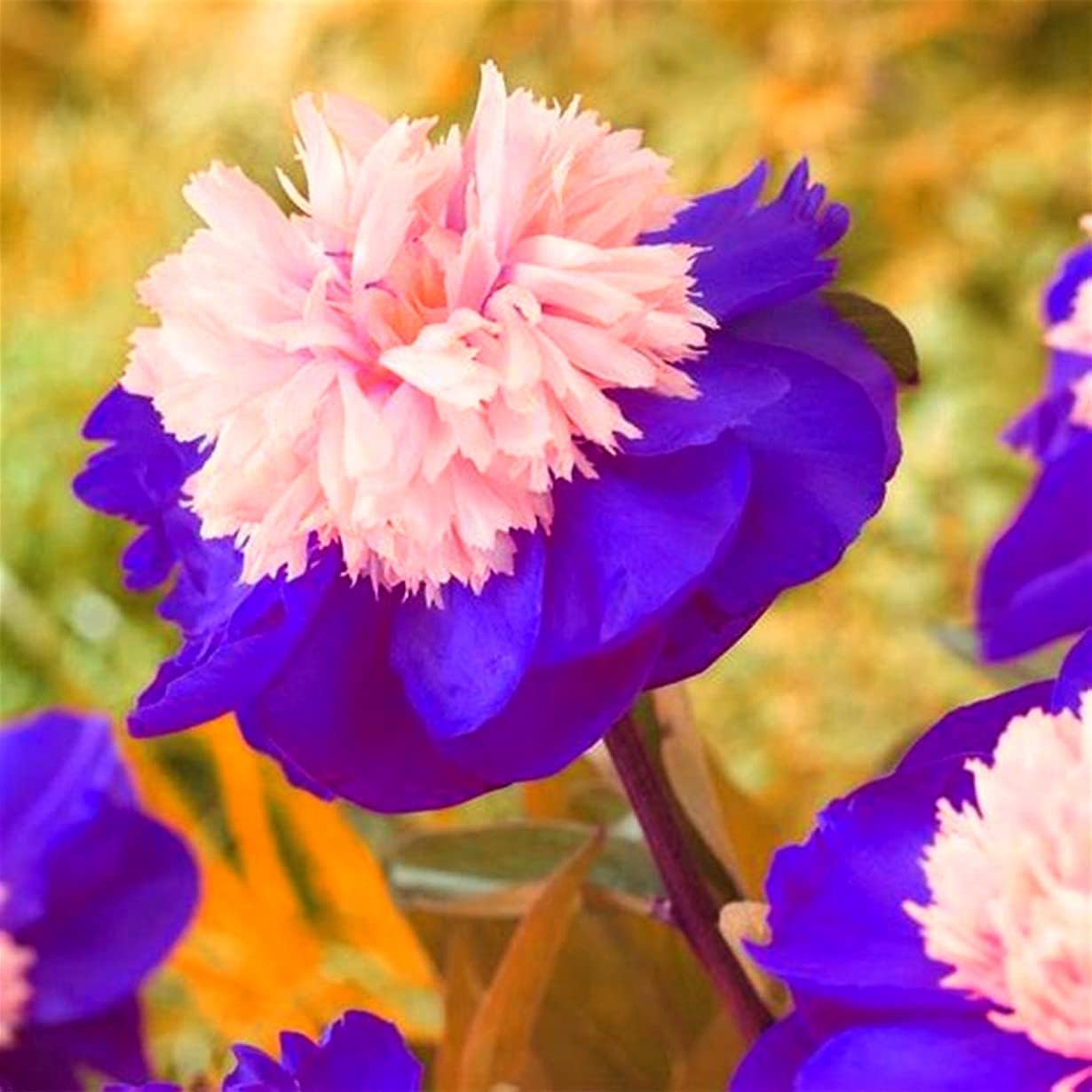 49+ Sind Pfingstrosen Winterhart, Frisch gepflanzte exemplare, jene,