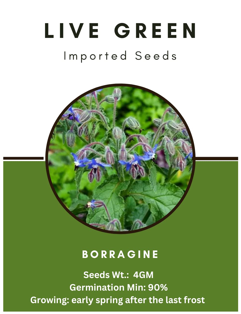 Live Green Imported Seeds - Borragine Borage Exotic Herb Seeds for Gardening- Pack of 4gm Seeds