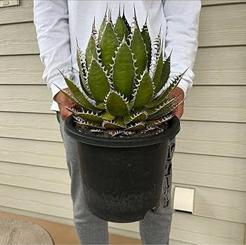 アガベ　ホリダ　大株　サボテン　ドライガーデン　ユッカ　アロエ アガベ ホリダ 大株 サボテン ドライガーデン ユッカ アロエ