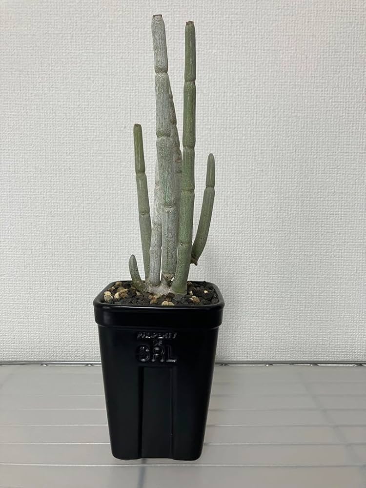 ユーフォルビア フスカ　現地球からカットした挿し木　発根済　008 t_DJA2VtxALqfRPGiJeMjIyFy1yngb