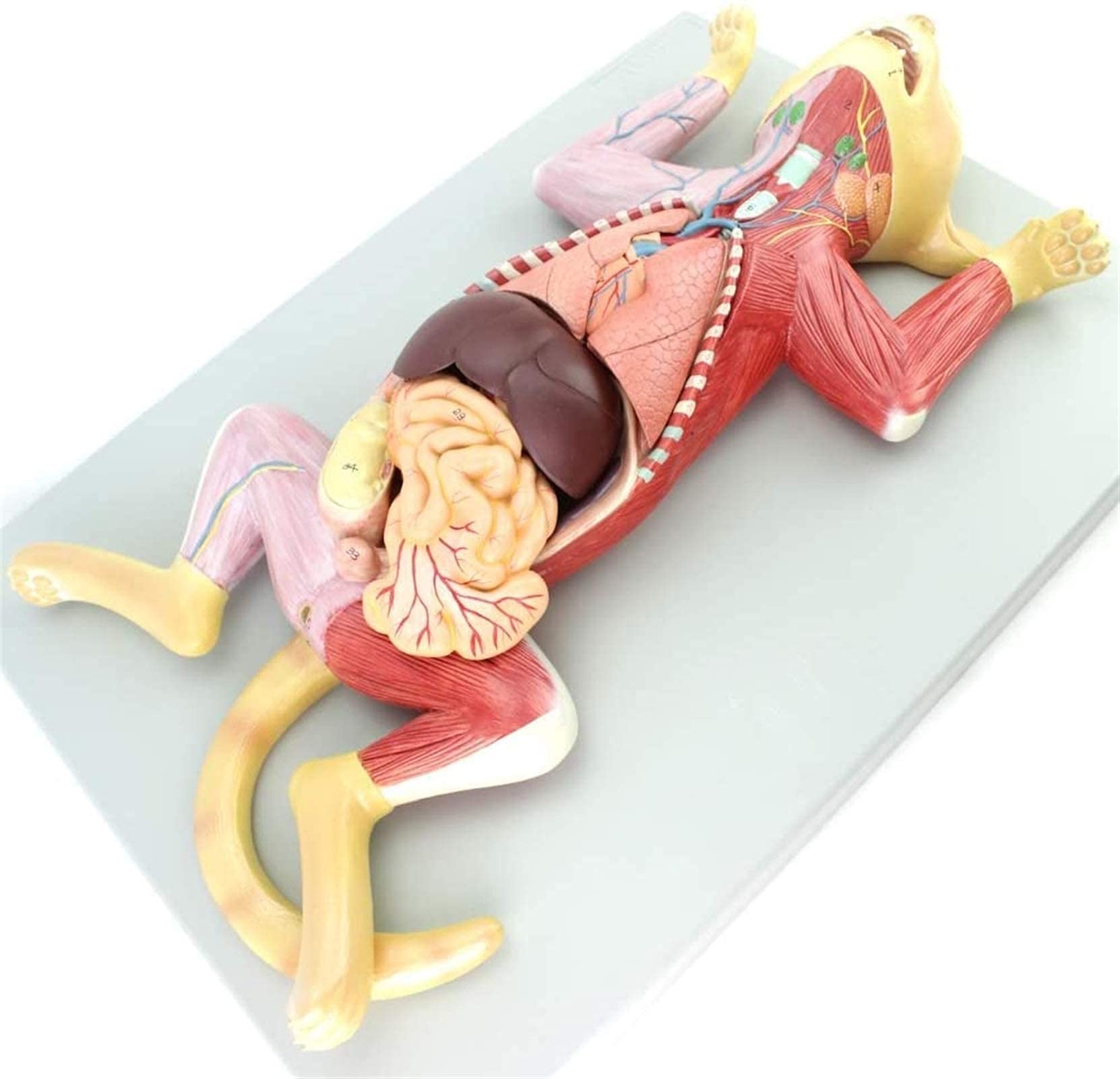 Model Kota Anatomiczny Narząd Mascoty Wewnętrznej Nerw Nauczanie Hodowli Zwierząt Weterynariusze, Szkolenie Medyczne, Modele Medyczne I Materiały Edukacyjne