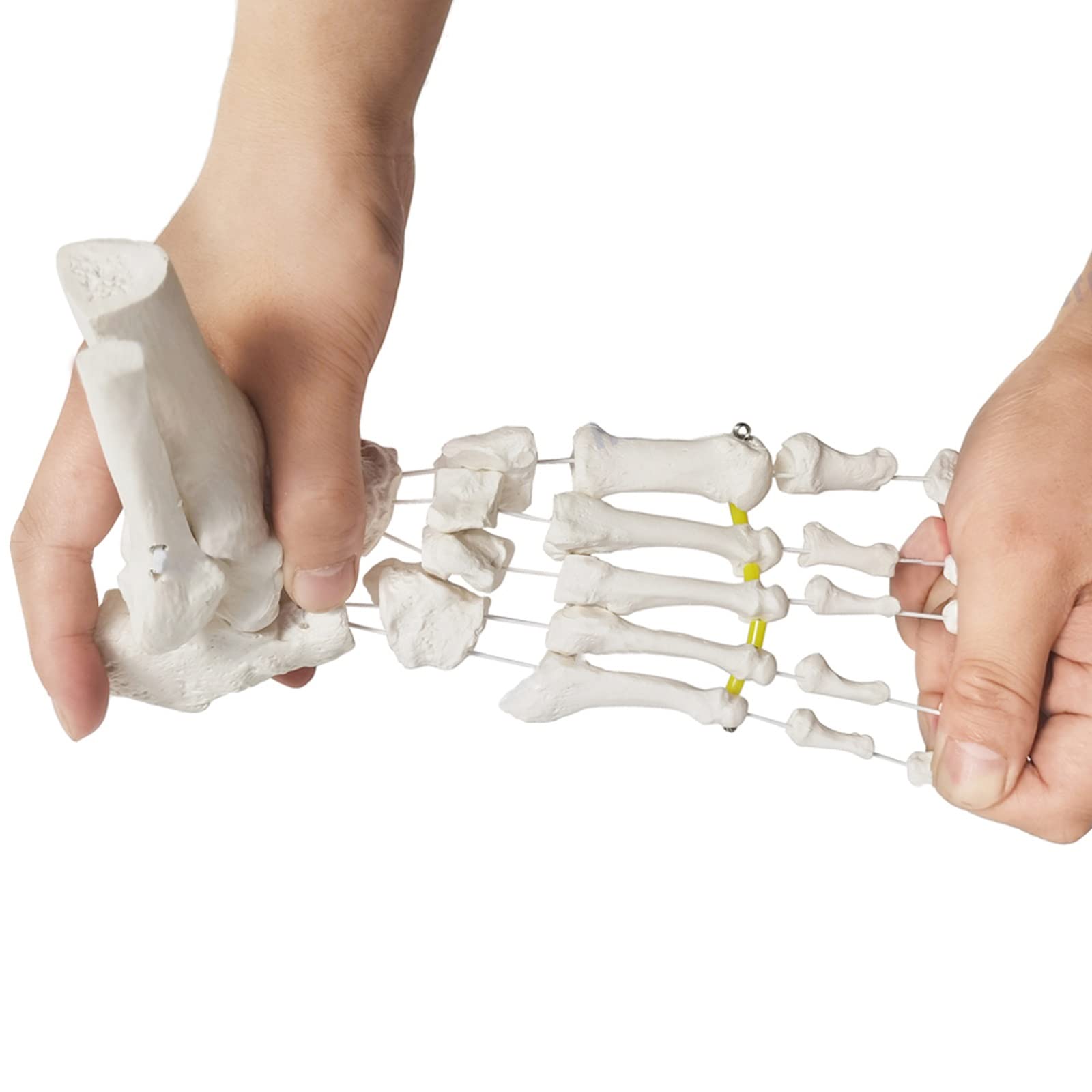 Modelo de Hueso de pie Flexible, anatomía Esqueleto Humano Herramienta de enseñanza médica Equipo Educativo Modelo de Tobillo Modelo de Vida