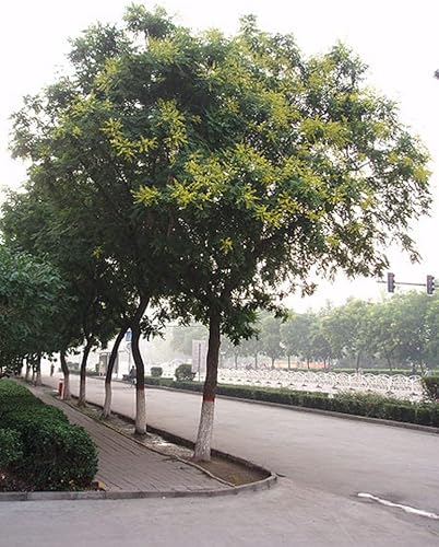 Miniatura 5 de 1-1000 semillas de árbol de lluvia dorada Pride India Barniz Koelreuteria Paniculata Yellow Flower 0138 (más de 50 semillas)