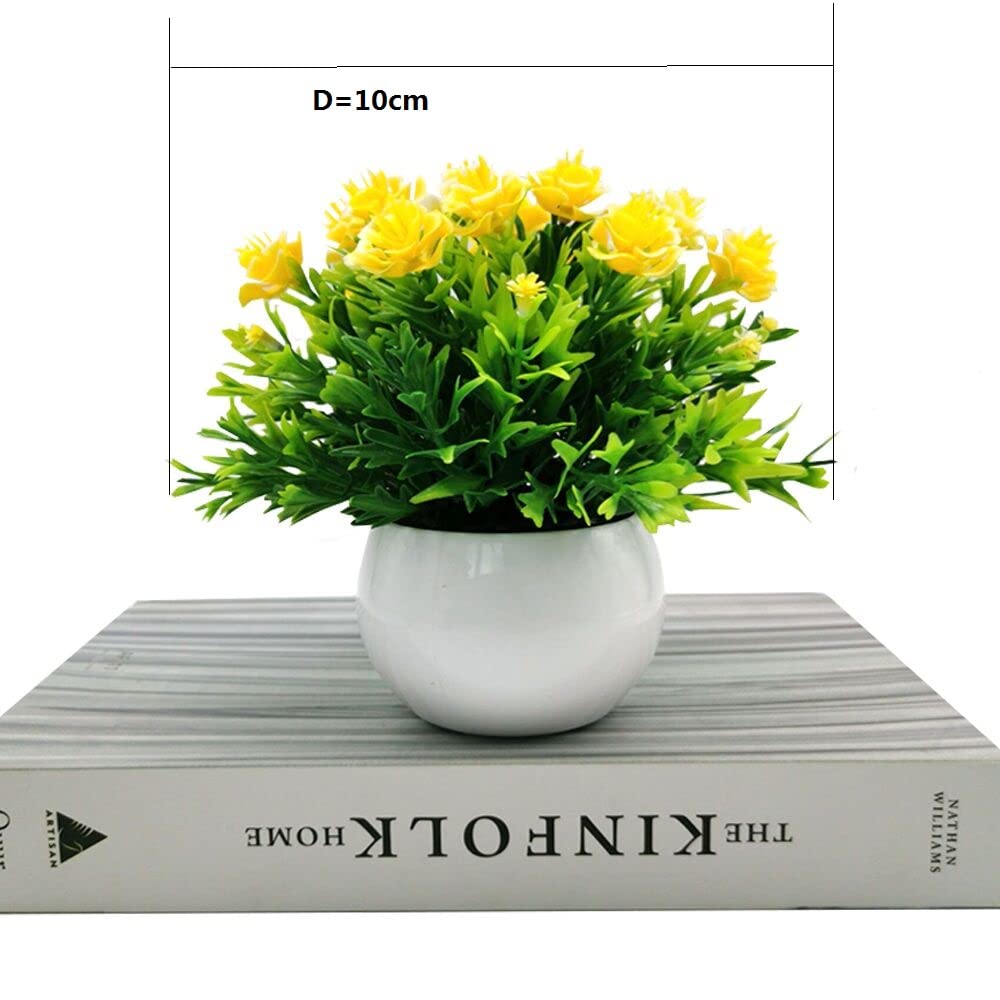 monstera adansonii ableger Monstera Ableger Box Premium – Foliage Dreams main image 0