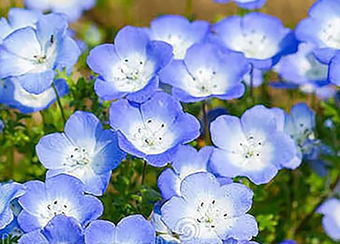 Amazon.com : 1 Oz Alternative Lawn Wildflower Seed Mix - Water Saving  Ground Cover - Marde Ross & Company : Patio, Lawn & Garden