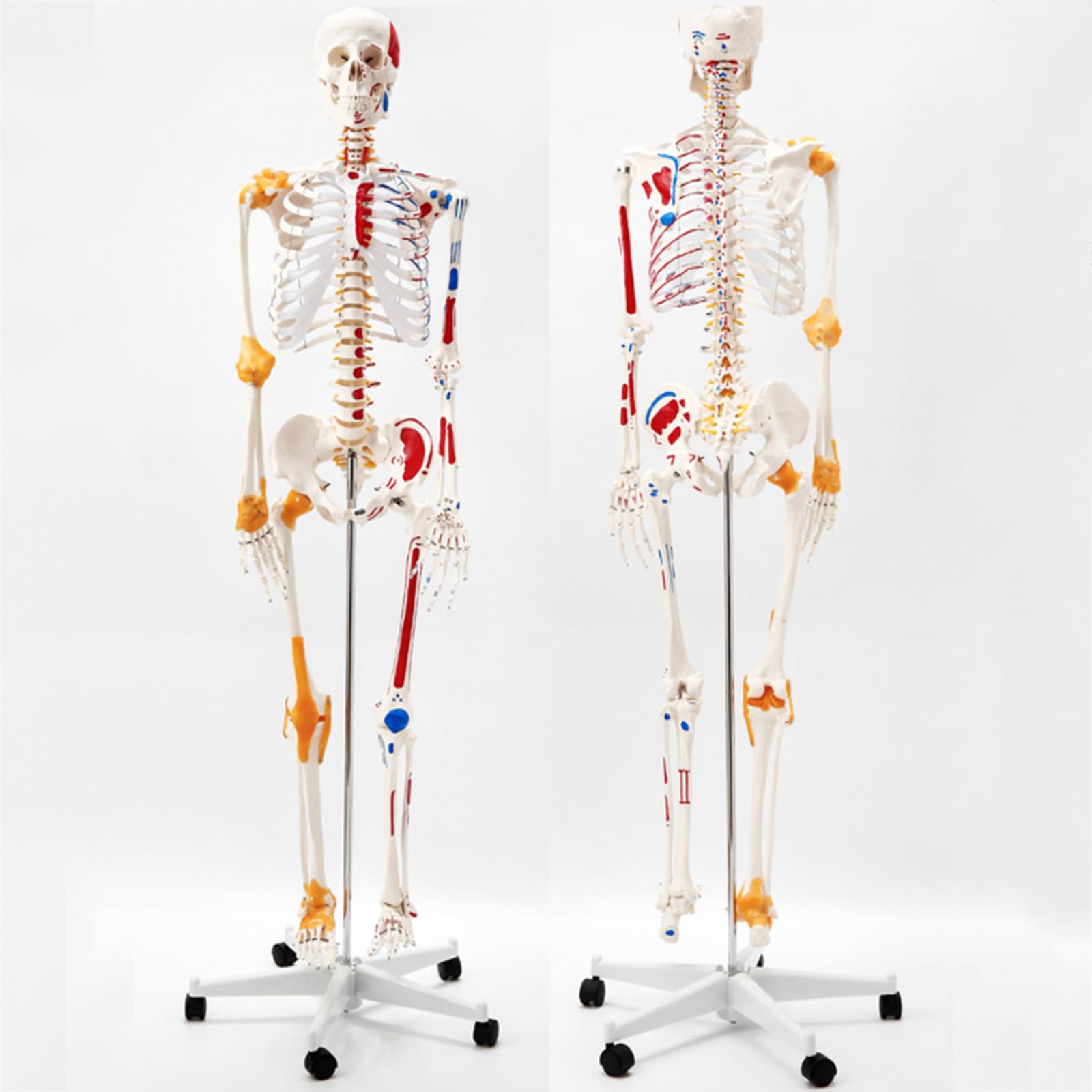 YNIYUJKL Life-Size Skeleton Model, Skeletal Anatomy With Muscle Origins And Insertions, Plus Ligament Skeleton For Medical Offices And Educational Classrooms