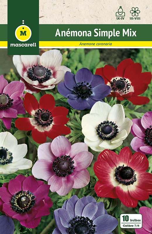 Mascarell Semillas, ANEMONAS SIMPLE MEZCLA DE COLORES, Semillas Bulbosas, Bulbos de Flores Otoño Fácil de Cultivar, Bolsa 10 Bulbos